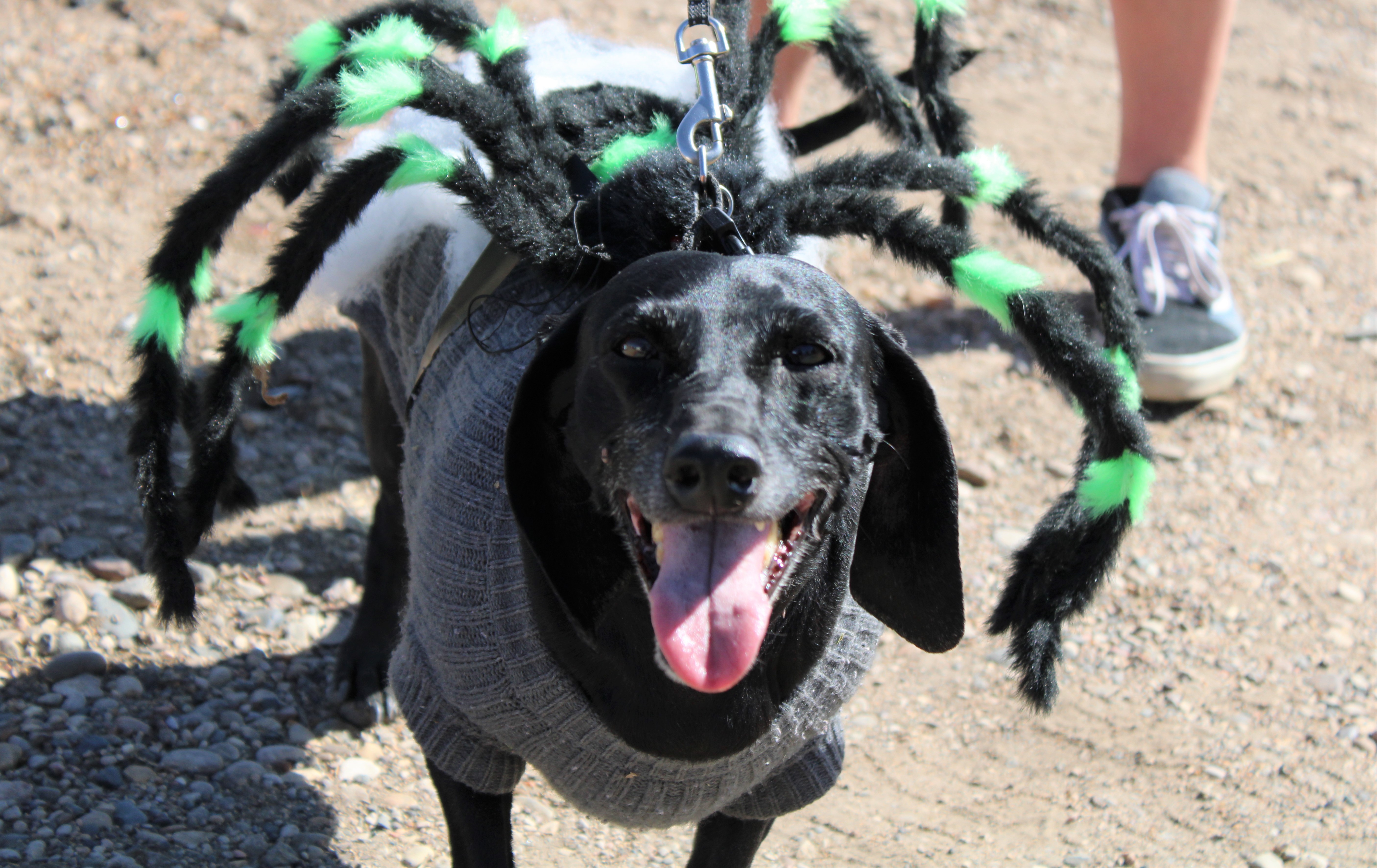 Local canines on display at Washburn Fall Festival