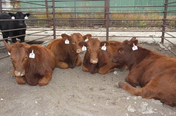 Dakota Feeder Calf Show/Feed-out set