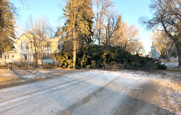 Strong winds toppled trees