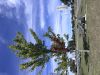 New Garrison Tree Committee gets busy